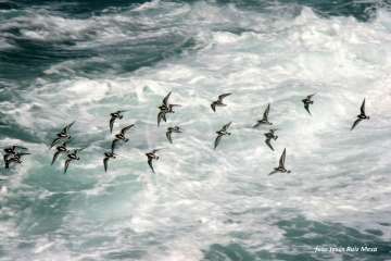 Un paseo con ensoñación en el inicio del verano por la costa de Telde (Reportaje gráfico Jesús Ruiz Mesa)